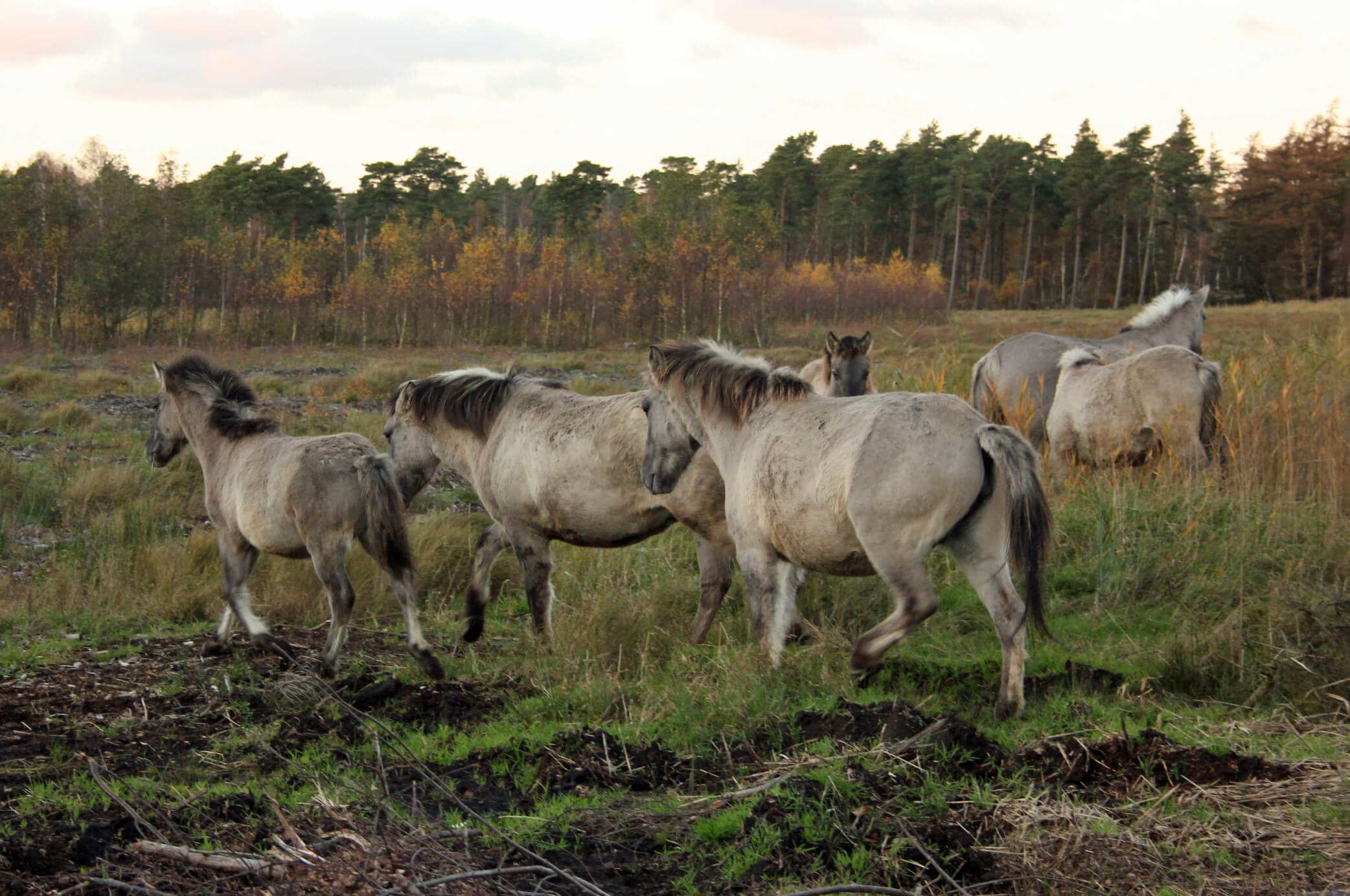 Bøtøskoven heste vildheste konik Den Danske Naturfond