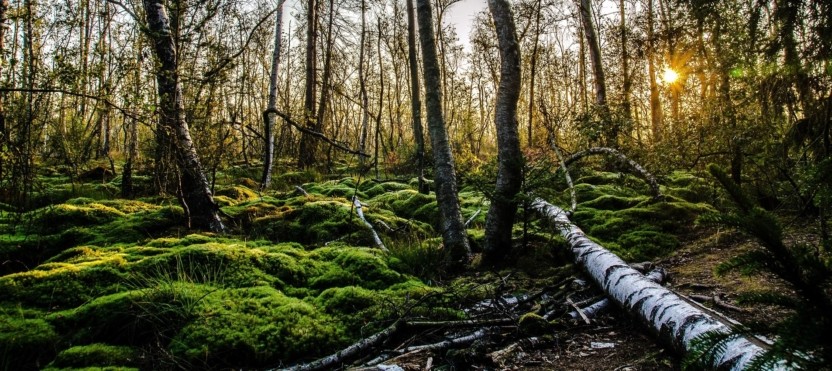 Øget fokus på skov i Danmark