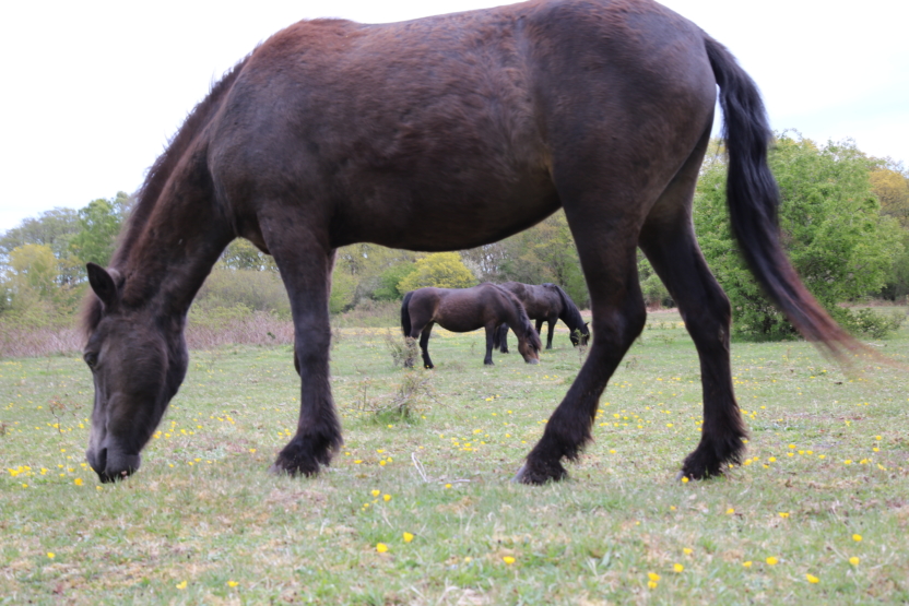 I dag bliver 12 vilde heste sluppet løs i Mols Bjerge som et led i et ambitiøst naturprojekt støttet af Den Danske Naturfond med 1,2 millioner kroner. Det er Molslaboratoriet under Naturhistorisk Museum, som udfører projektet, der ved hjælp af hestene vil skabe en vildere natur i området.