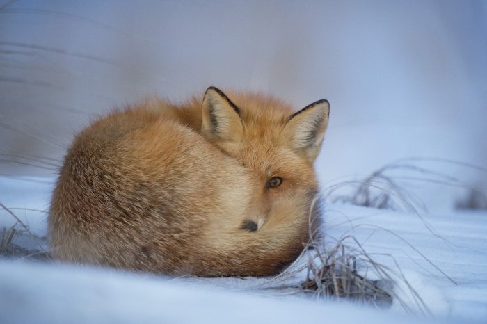 Naturfonden har igen købt mere jord på fuglenes oase i Vadehavet, Mandø. Denne gang kan vi tilføje 175.000 m2 eller 17,5 hektar enge, marker, strandeng og klitter til vores store naturområde på øen.