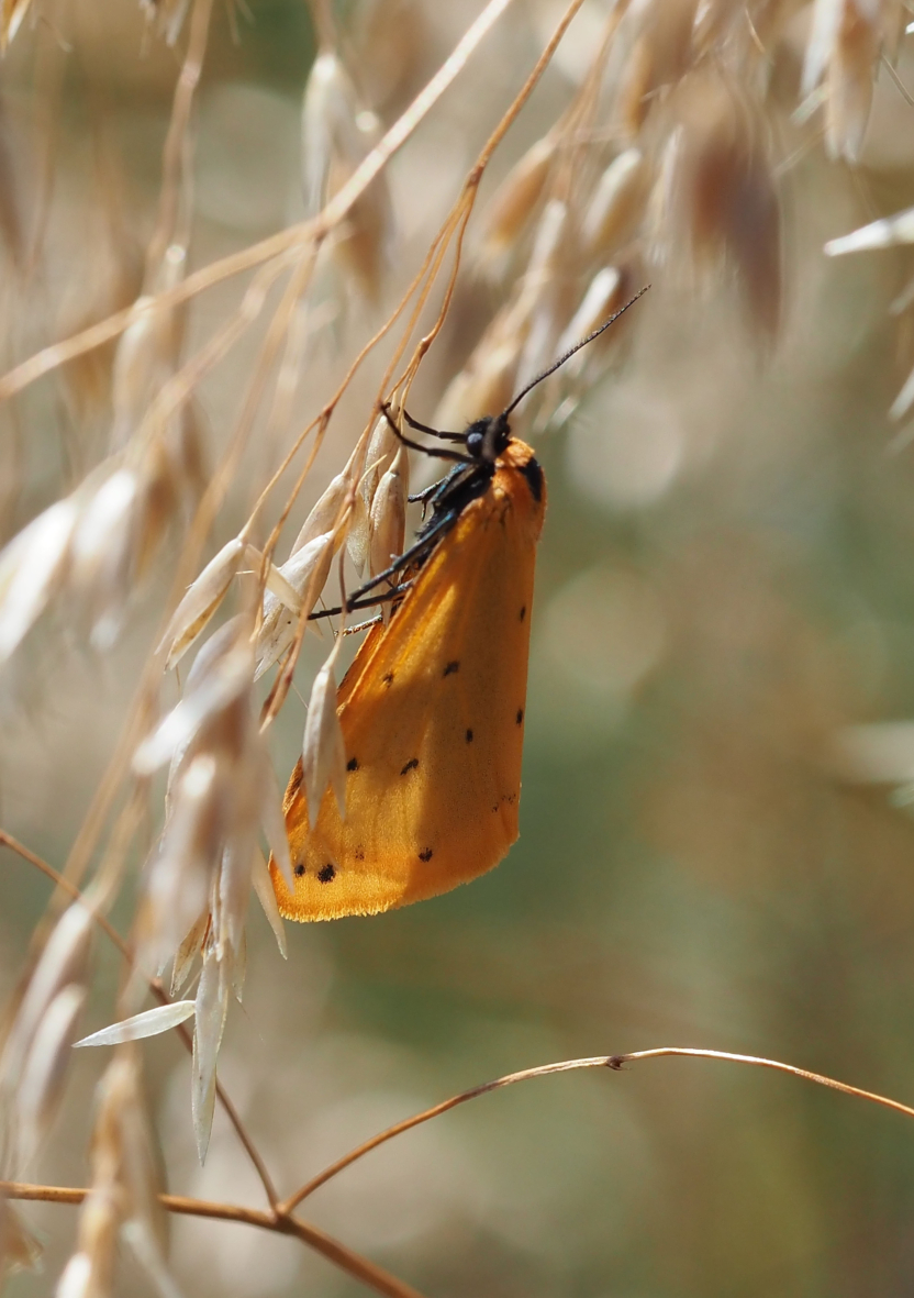 Naturelsker fik god idé: Nu er sjælden sommerfugl set for første gang