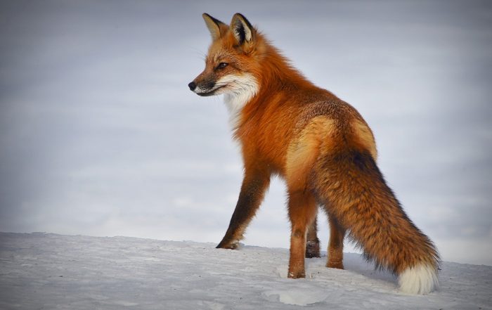 Naturfonden har igen købt mere jord på fuglenes oase i Vadehavet, Mandø. Denne gang kan vi tilføje 175.000 m2 eller 17,5 hektar enge, marker, strandeng og klitter til vores store naturområde på øen.