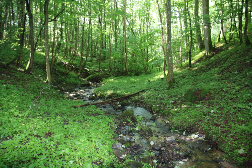 Projektet omfatter 6 ha skræntskov, der består af blandet løvskov.