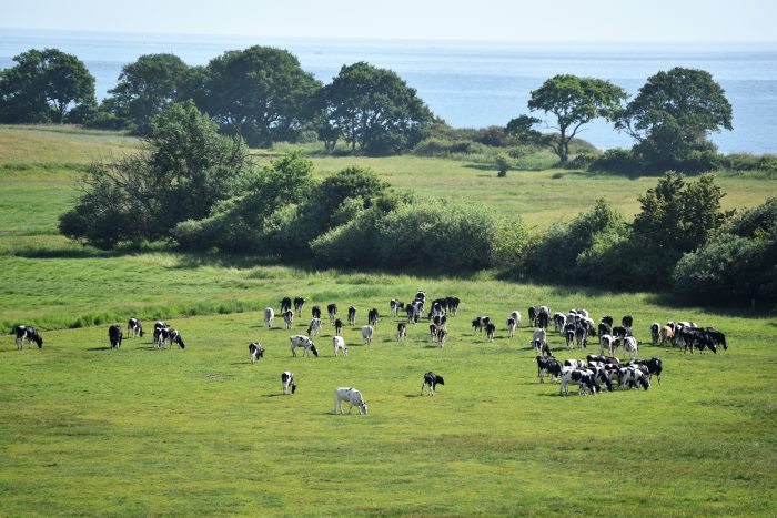 Vilde heste, kvæg og grise omdanner 245 hektar landbrugsjord til varieret natur på Langeland.