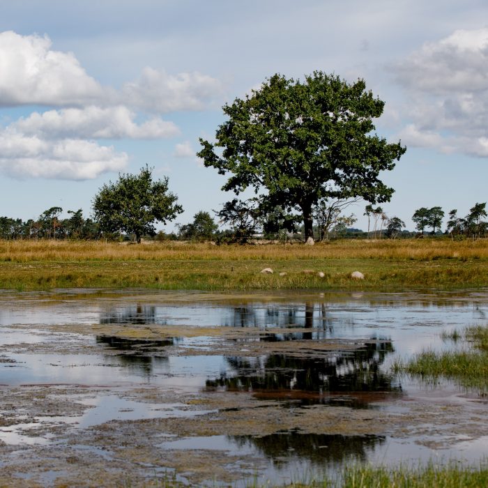 Den Danske Naturfond omdanner tidligere dyrket jord til vild natur ved Marielyst på Falster.