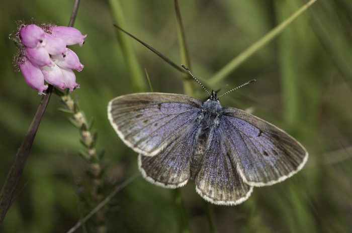 Den sjældne sommerfugl, ensianblåfugl, får nye levesteder på tidligere marker hos lodsejer Karsten Hansen. Det sker for at redde sommerfuglen i Nationalpark Thy og med støtte fra Den Danske Naturfond.