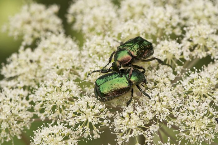 Den truede bille grøn pragttorbist får nye levesteder i skovområdet omkring Allindelille Fredskov i Ringsted Kommune.