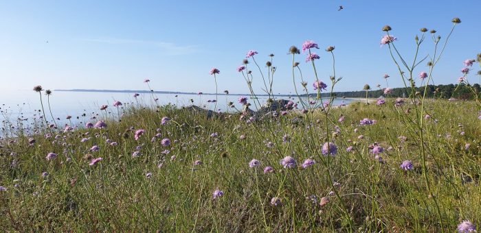Godsejer og sommerfugle-eksperter forvandler kæmpe område ved Præstø Fjord til god natur, hvor vilde planter og insekter kan stortrives i vildere skov, eng, hede, overdrev og i klitter. Alle kan opleve naturen. Det private projekt støttes af Den Danske Naturfond.