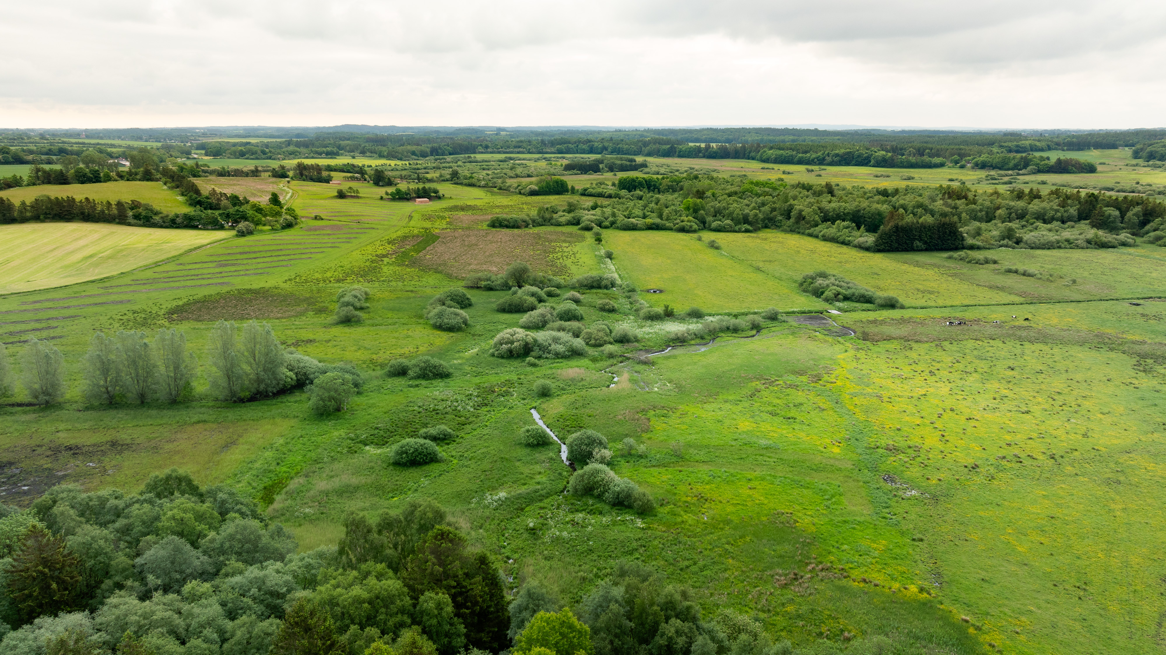 Engene ved Villestrup Å er på 161 ha, hvor vilde dyr og planter får flere og bedre levesteder. Foto: Jesper Edvardsen