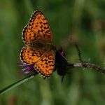 Engperlemorsommerfugl er truet af udryddelse