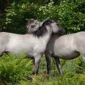Heste Bøtøskoven juni 2022 UR (1)