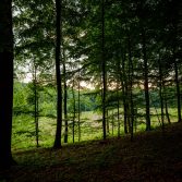 Lerbjerg Skov har områder, hvor lyset kan give liv til skovens vilde planer og insekter. Skov med lysåben natur mangler i Danmark, men vi sørger for mere i Lerbjerg Skov. Foto: Jesper Edvardsen