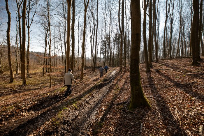 Hesbjerg Skov på Fyn. Foto: Jesper Edvardsen