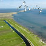 Strandskader over Mandø. Foto: Jesper Edvardsen