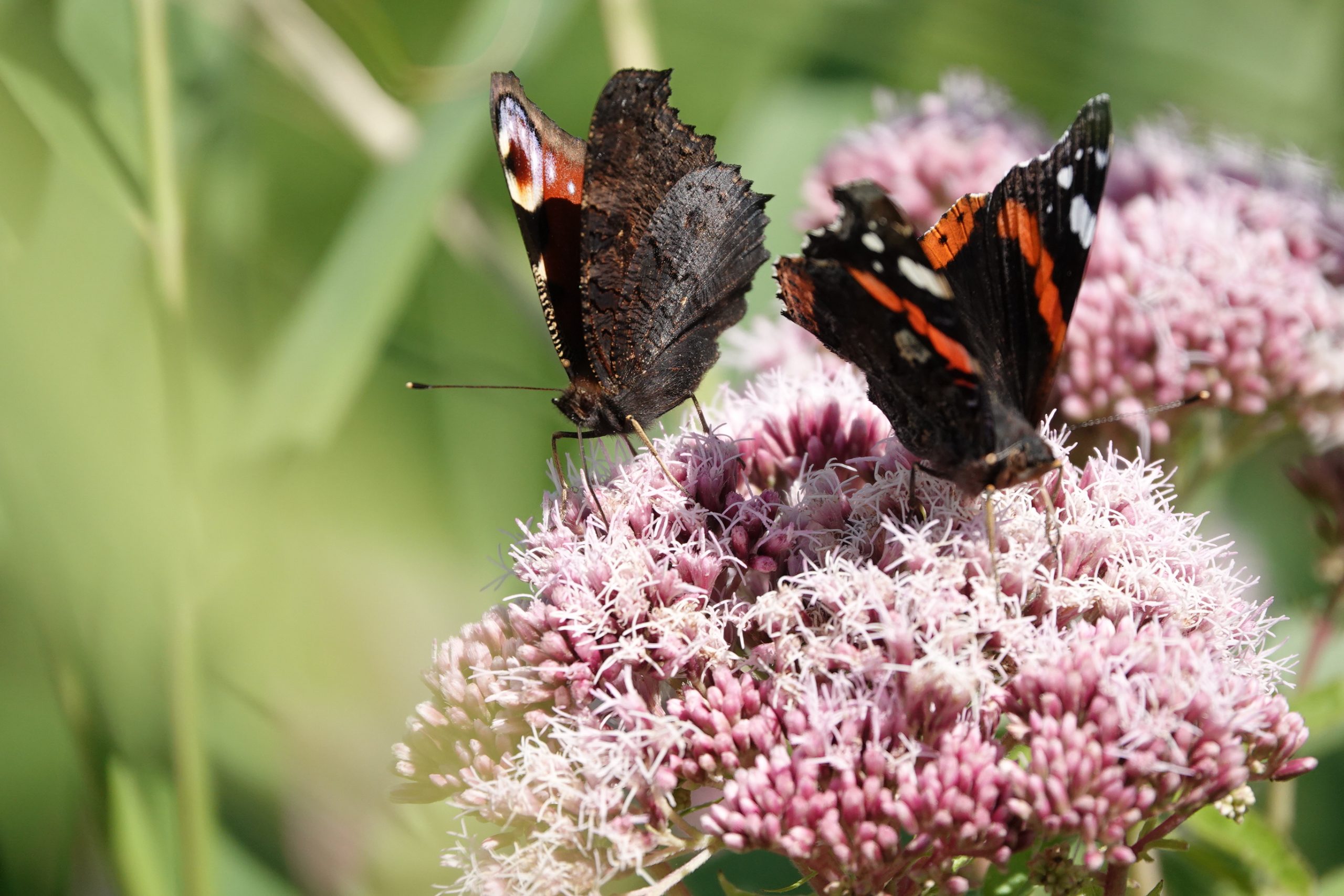 Hundredevis af sommerfugle suger nektar på vilde planter som hjortetrøst i sensommeren. Foto: Uffe Rasmussen