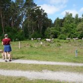 Hesteflokken græsser for vilde insekter og planter i Bøtøskoven