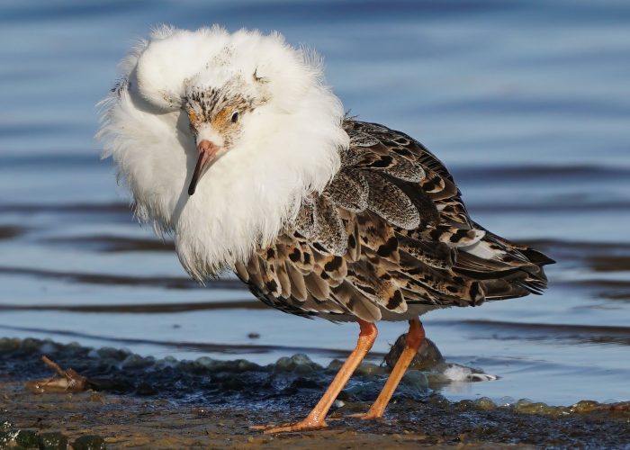 Brushane er i høj risiko for at forsvinde fra den danske natur som ynglefugl. Nu har den fået gode levesteder på Vadehavsøen Mandø.