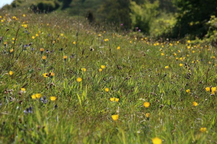 Før var der marker og korn. Nu er jorden gjort klar til, at der igen kan gro et farverigt blomsterhav af vilde planter med summende insekter i vores smukke naturområde Læsten Bakker ved Randers.