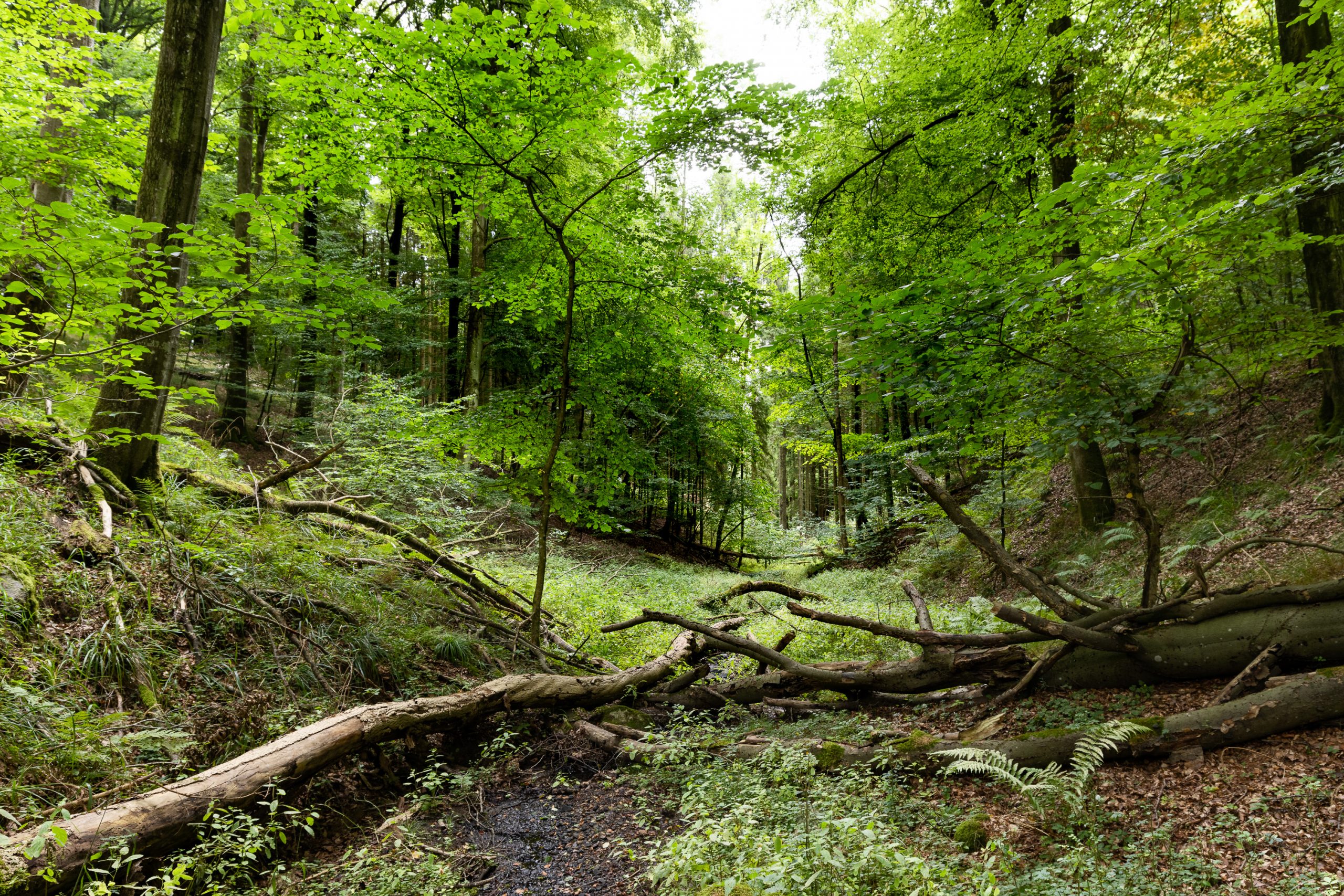 Engelsholm Sønderskov, Vejle Ådal. Foto: Jesper Edvardsen/Den Danske Naturfond