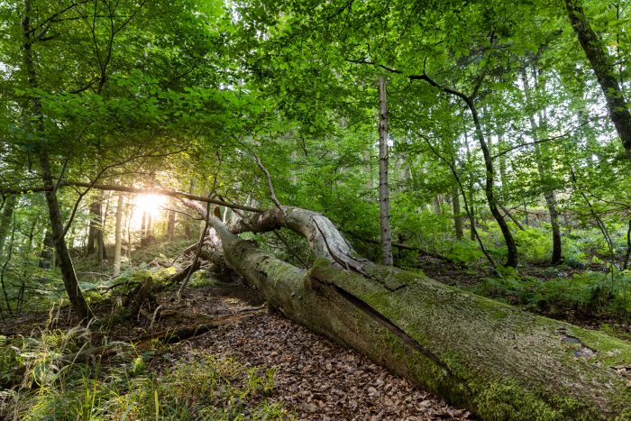 Den Danske Naturfond har købt Engelsholm Sønderskov i den naturskønne Vejle Ådal. Det markerer startskuddet på et nyt samarbejde med Vejle Kommune om at skabe mere sammenhængende natur i Vejle Ådal til gavn for biodiversiteten og med naturoplevelser til alle.