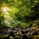 Engelsholm Sønderskov, Vejle Ådal. Foto: Jesper Edvardsen/Den Danske Naturfond