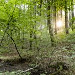 Engelsholm Sønderskov, Vejle Ådal. Foto: Jesper Edvardsen/Den Danske Naturfond