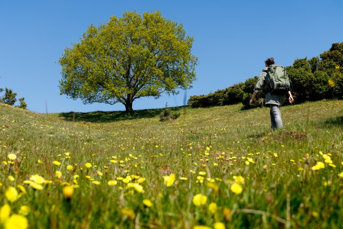 Hvad er værd at nyde i det tidlige forår? Her er fem forslag til forårets bedste naturoplevelser.
