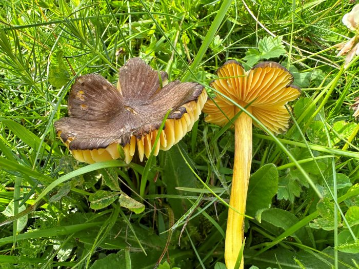 Igen har de frivillige i Biodiversitetsgruppen i Nationalpark Mols Bjerge fundet svampe-guld i vores naturområder ved Basballe og Agri.