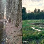 Allerede første forår så vi de første gode resultater af genopretning af de tre skovmoser i Lerbjerg Skov. Vilde planter blomstrer igen i moserne. Det gælder blandt andre trævlekrone, kær-ranunkel, eng-forglemmigej og græsbladet fladstjerne. De vokser kun, hvor naturen er god. Den smukke fugl, vibe, ynglede endda i to af moserne.