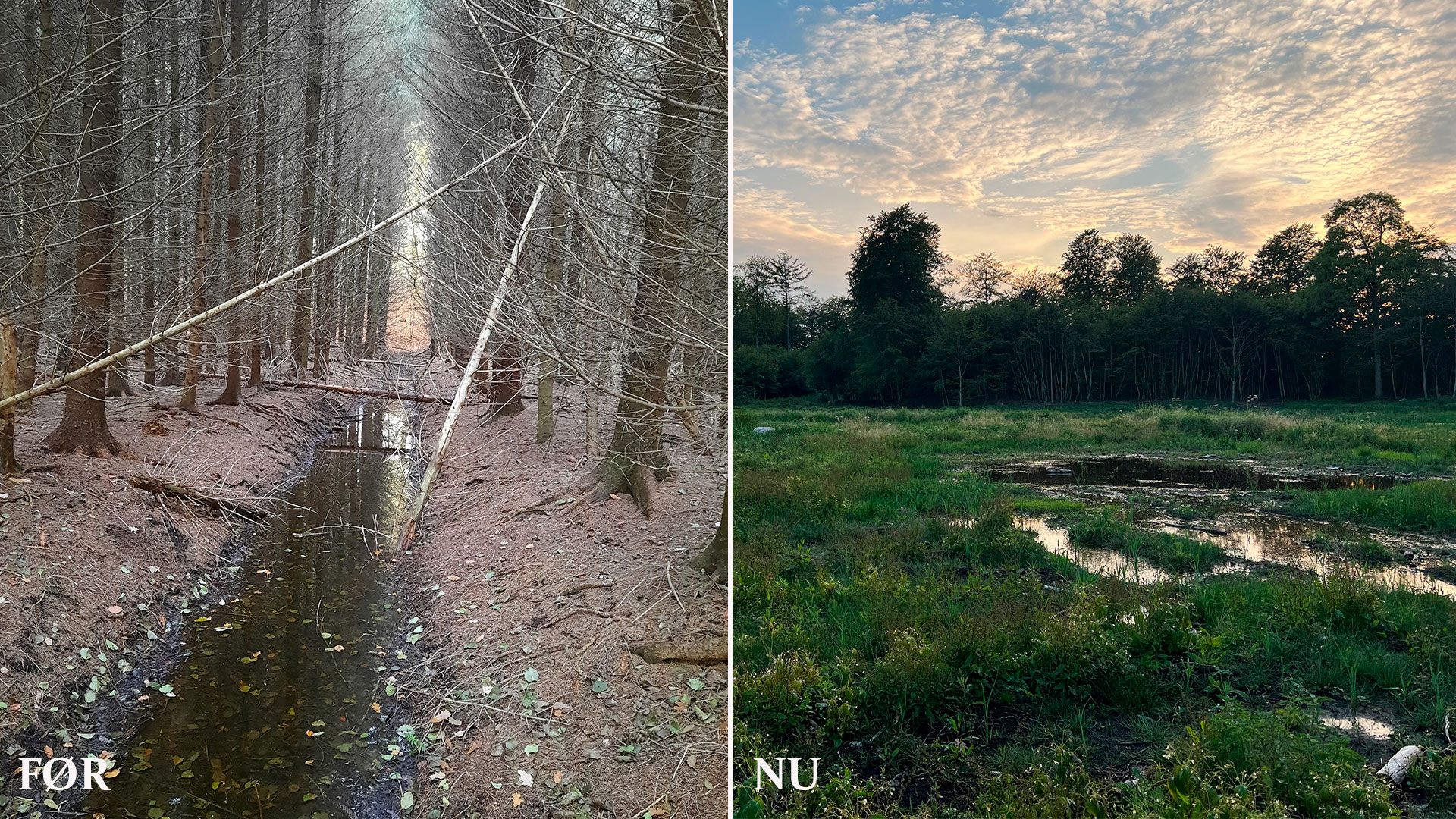 Skovmoser genoprettet i Lerbjerg Skov