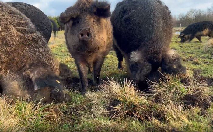 Grise gnasker naturen vildere i Kragelund Mose. Hvad gør grise for biodiversiteten? Det går projektet ud på at undersøge.