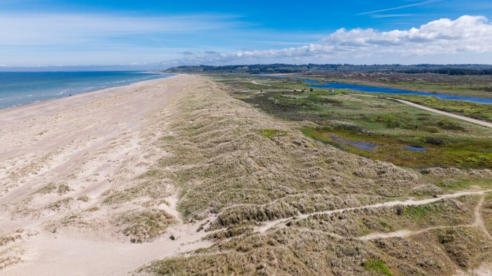 Grønnestrand ved Jammerbugten i Nordjylland er ægte dansk vildmark. Mellem stejle klippeskrænter mod øst og vest breder den sjældne og unikke atlantiske klithede sig over flere tusinde hektar. Her former vind, sand og hav hele tiden landskabet. Her er stort set ingen bygninger til at genere de fænomenale udsigter over hav og klit. Foto Jesper Edvardsen