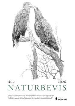 NATURBEVIS havørne 2026 - uden logo - 40 m2