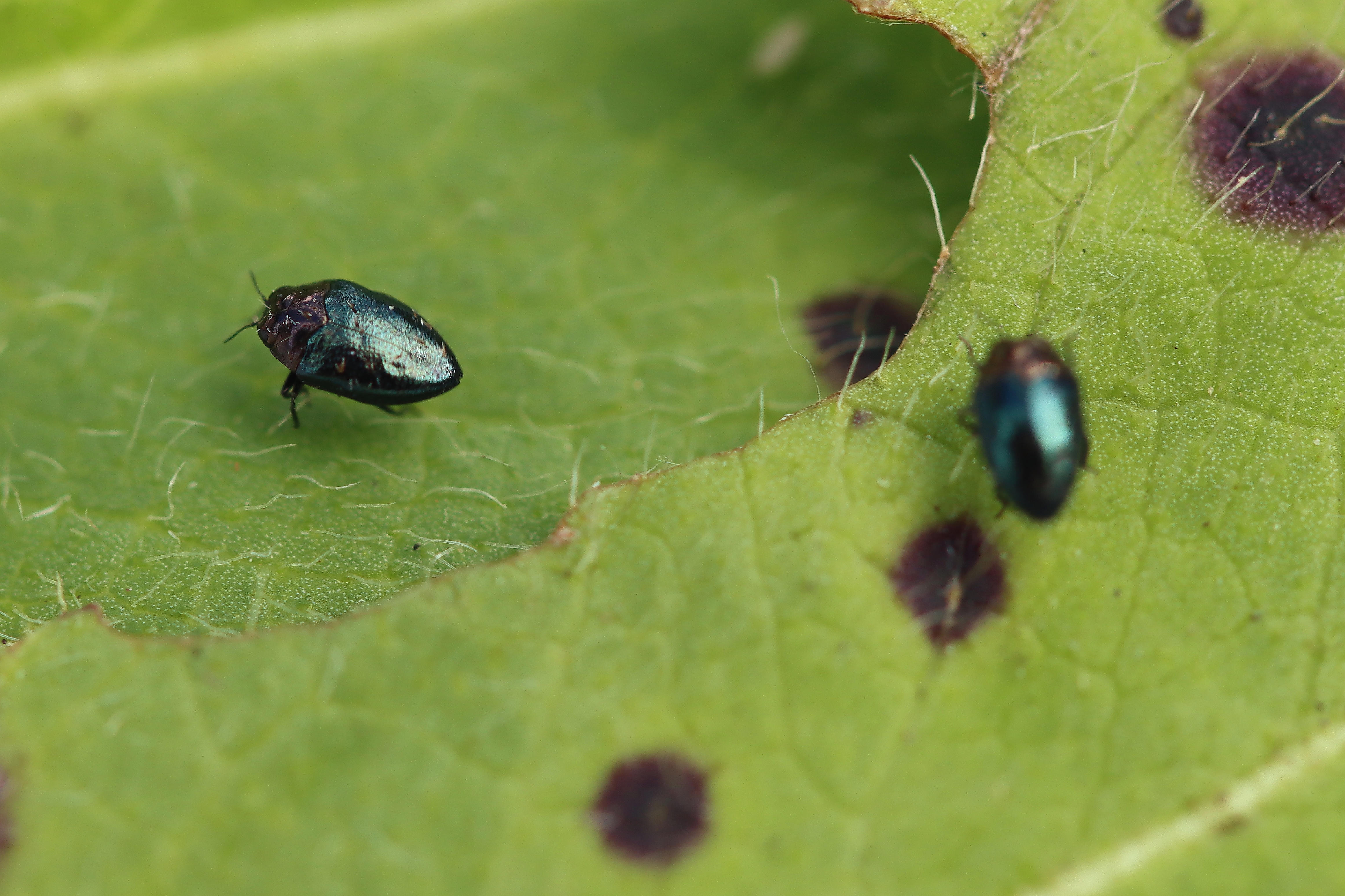 Der lever flere eksemplarer af den smukke bille i Naturfondens naturområde Engene ved Villestrup Å. Foto: Flemming Helsing