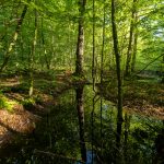 Lerbjerg Skov er i gang med en forvandling fra mørk, tør og monoton produktionsskov til en vildere skov med naturlige vandløb og små moser. Det er godt for biodiversiteten og mere spændende at gå på opdagelse i. Foto: Jesper Edvardsen