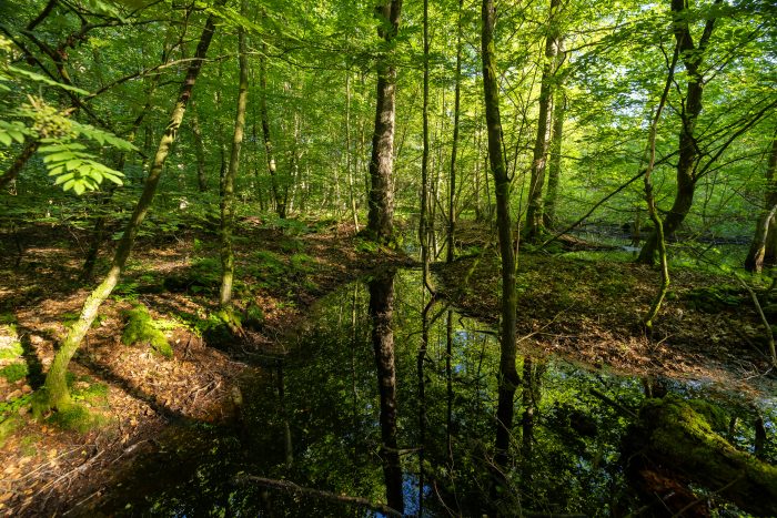 Lerbjerg Skov er i gang med en forvandling fra mørk, tør og monoton produktionsskov til en vildere skov med naturlige vandløb og små moser. Det er godt for biodiversiteten og mere spændende at gå på opdagelse i. Foto: Jesper Edvardsen