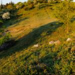 Stenstrøningen er en af Danmarks største og mest velbevarede og er spredt over 2,5 hektar af det 132 m høje Langbjerg mellem Agri Bavnehøj og Trehøje i Mols Bjerge. Foto: Jesper Edvardsen