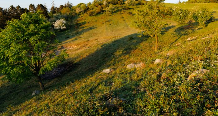 Stenstrøningen er en af Danmarks største og mest velbevarede og er spredt over 2,5 hektar af det 132 m høje Langbjerg mellem Agri Bavnehøj og Trehøje i Mols Bjerge. Foto: Jesper Edvardsen