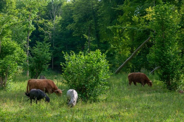 Geder skal hjælpe truede og sjældne dyr og planter i en af landets vigtigste naturskove, Allindelille Fredskov på Sjælland med støtte fra Naturfonden.