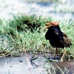 Brushane er i høj risiko for at forsvinde fra den danske natur som ynglefugl. Nu ser det ud til, at den har fået et helle på Vadehavsøen Mandø. Foto: John Frikke
