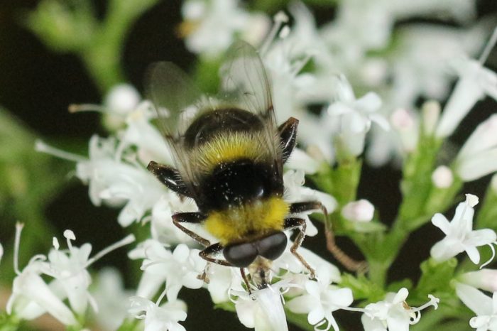 Den truede gul bjørnesvirreflue er en af de 762 forskellige dyr, planter og mosser, som dygtige folk fandt ved en bioblitz i Naturfondens skov i Vejle Ådal, Engelsholm Sønderskov.