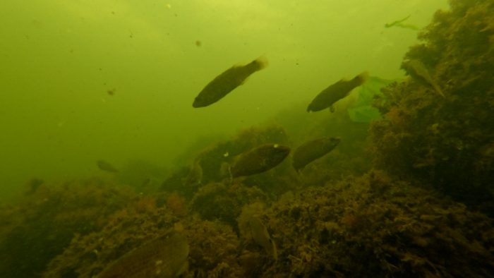 Stenrev anlægges på to meters dybde i Randers Fjord for at hjælpe tangskove, fisk og smådyr med nye levesteder. Det sker med støtte fra Naturfonden.