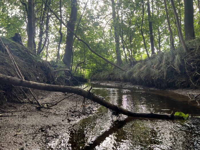 Ørred og lampret skal igen kunne gyde i et ødelagt vandløb i Nordjylland. Det realiseres med støtte fra Naturfonden.