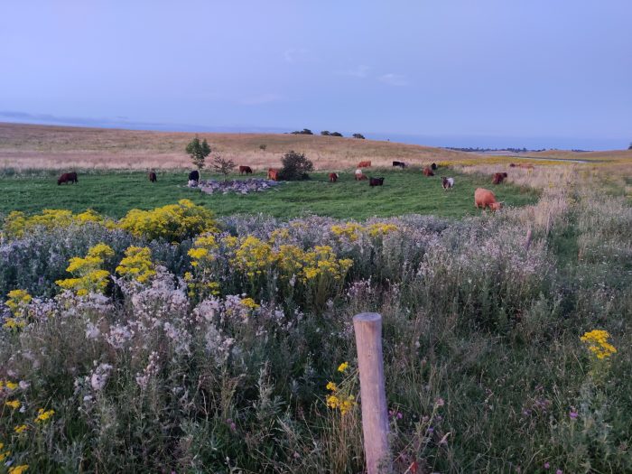 Naturen på Roskilde Fjords største ø har brug for en hjælpende hånd. Sjældne eng- og kystfugle og frøer skal have bedre levesteder med støtte fra Naturfonden.