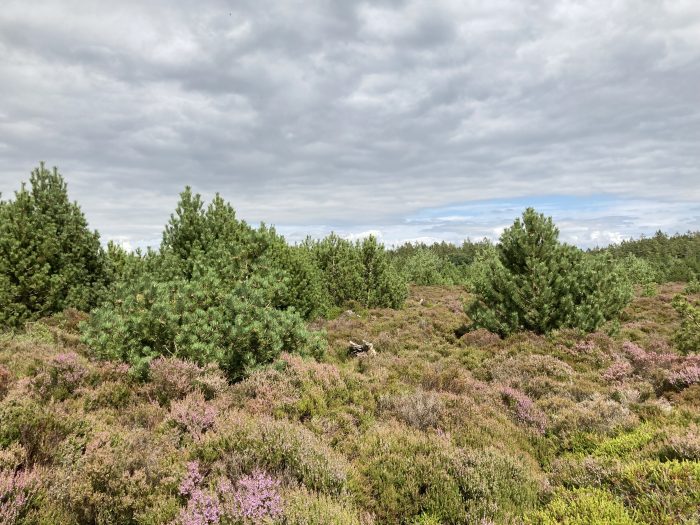 Invasive træer og buske truer en hede ved Billund. Tilgroningen kvæler levesteder for dyr og planter. De invasive arter bliver nu bekæmpet. Det sker med støtte fra Naturfonden.