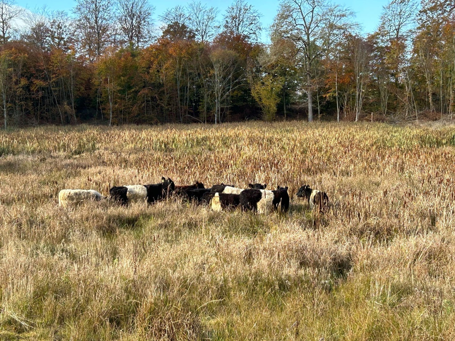 Kvæg i Lerbjerg Skov