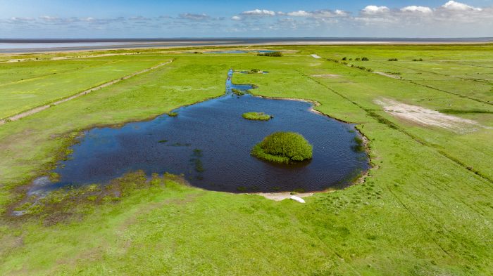 Nu kan klyde, rødben, stor kobbersneppe, vibe, strandskade og andre fugle sætte næbbet op efter nye steder at finde føde på Mandø i Vadehavet. Det er endnu en del af Naturfondens indsats for at hjælpe øens sjældne fugle.