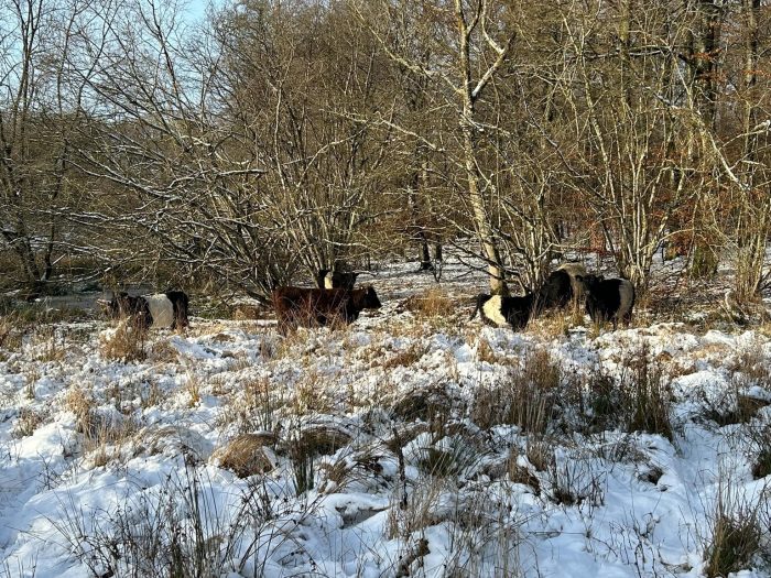 Den store genopretning af Lerbjerg Skov på Sjælland fortsætter. Skoven forvandles fra produktionsskov uden mange levesteder til vildere naturskov med mange flere og bedre levesteder til vilde dyr og planter.