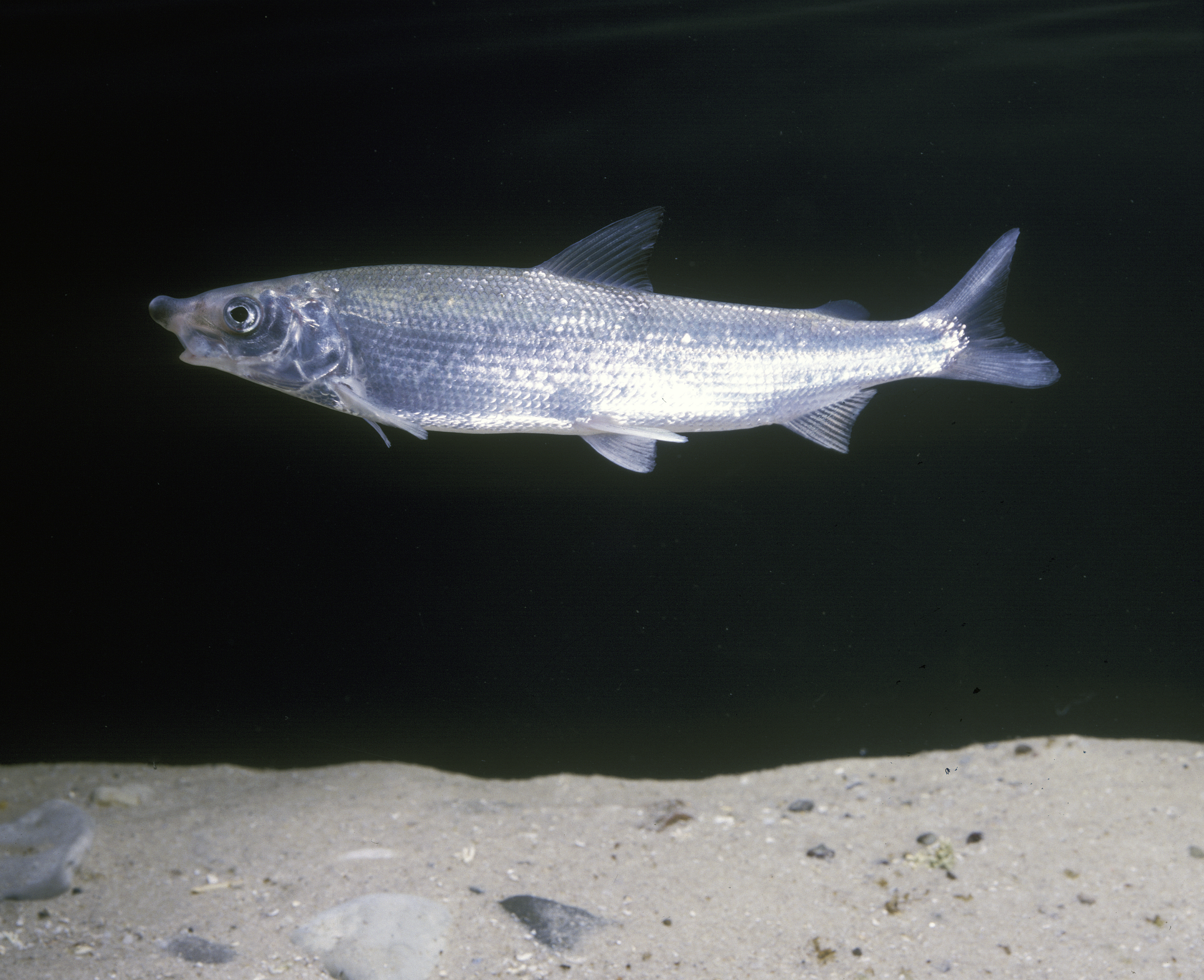 Den smukke laksefisk, snæbel, har sit eneste levested i verden i Vidå-systemet ved Vadehavet. Fisken er i fare for at forsvinde, men med en genopretning af Kongeåen får den flere levesteder. Genopretningen giver også bedre vilkår til andre fisk som laks, ørred og hav- og flodlampret - foruden et væld af fugle, planter og insekter. Foto: Svend Tougaard