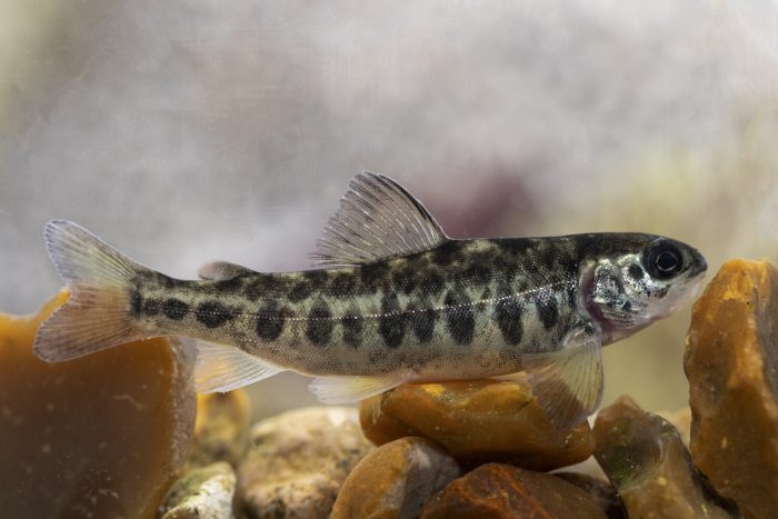 Laks, havørred og mange andre vilde dyr og planter kan se frem til bedre levevilkår, når Hjoptarp Bæk i Skjern Å-systemet er genoprettet med naturlige slyngning og nye steder at gyde.